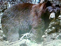 Utah black bear