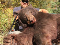 Utah black bear