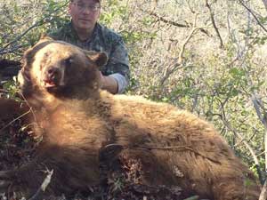 Utah black bear