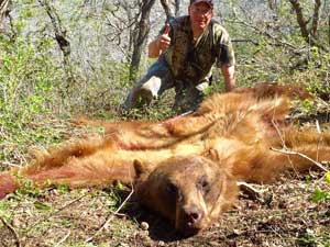 Utah black bear