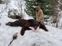 Utah black bear