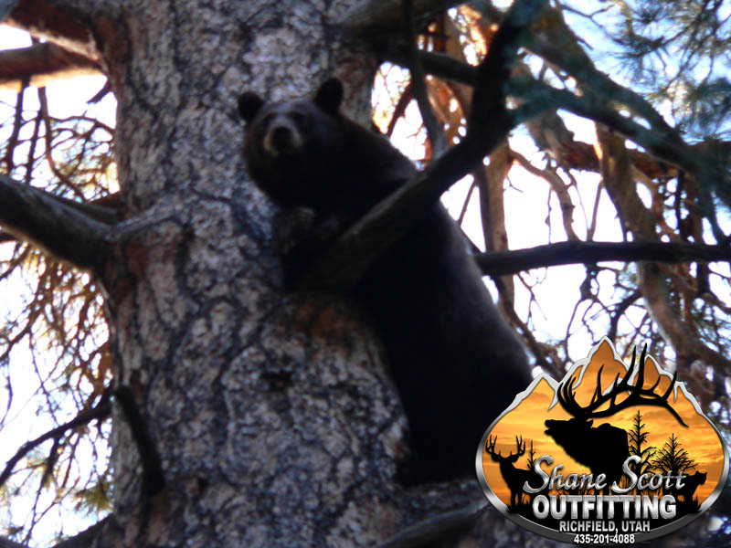 Utah black bear