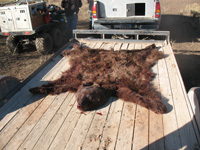 Utah black bear