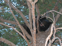 Utah black bear