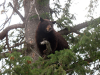 Utah black bear