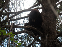 Utah black bear