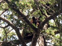 Utah black bear