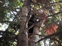 Utah black bear