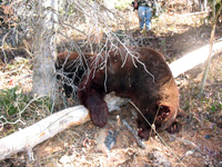 Utah black bear