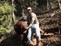 Utah black bear