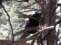 Utah black bear