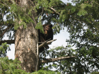 Utah black bear