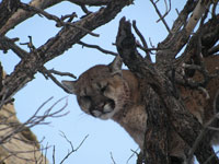 Cougar