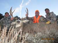 Mule Deer