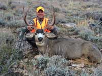 Mule Deer