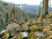 Mule Deer