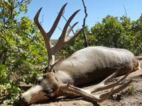 Mule Deer