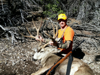 Mule Deer