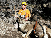 Mule Deer