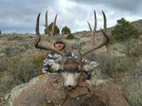 Mule Deer