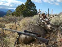 Mule Deer