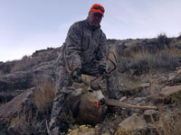 Mule Deer