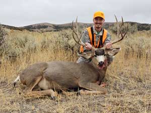 Mule Deer