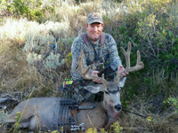 Mule Deer