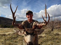 Mule Deer