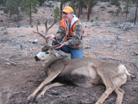 Mule Deer