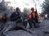 Mule Deer