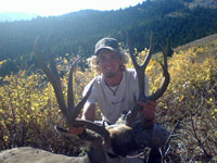 Mule Deer