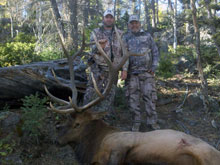 Utah Elk