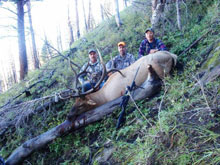 Utah Elk