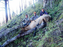 Utah Elk