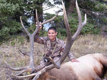 Utah Elk