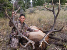 Utah Elk