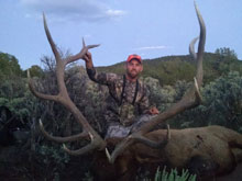 Utah Elk