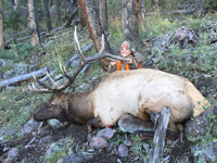 Utah Elk