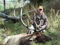 Utah Elk