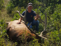 Utah Elk