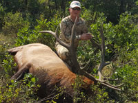 Utah Elk