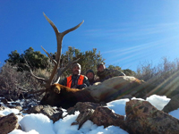 Utah Elk