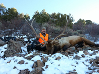 Utah Elk