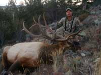 Utah Elk