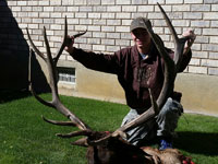 Utah Elk