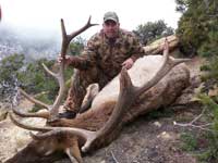 Utah Elk