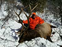 Utah Elk