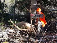 Utah Elk