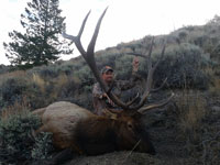 Utah Elk